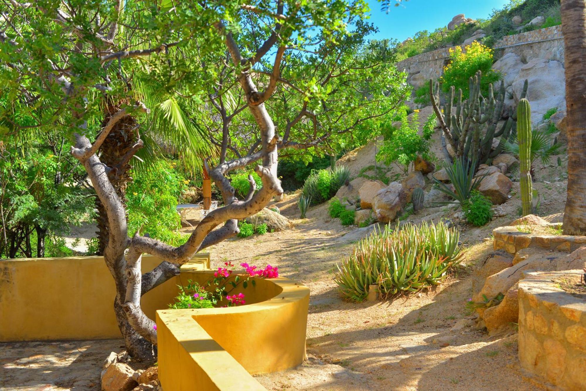 Geckos Cabo San Lucas